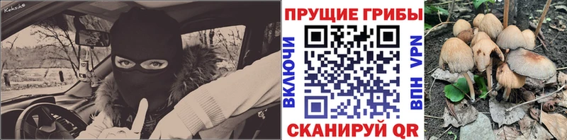 Псилоцибиновые грибы Cubensis  Полесск 